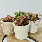 Фиттония микс 