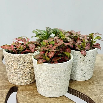 Фиттония микс 