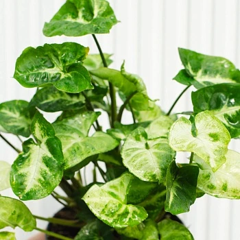 Сингониум Пикси d12/h30