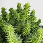 Эуфорбия Сюзанна d10/h12