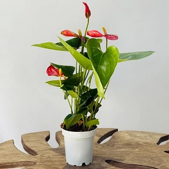 Антуриум Джамбо Ред d12/h40