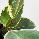 Фикус Эластика Тинеке d6/h15