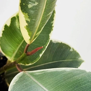 Фикус Эластика Тинеке d6/h15