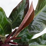 Филодендрон Империал Ред d23/h90