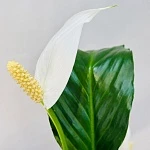 Спатифиллум Свит Чико d13/h55