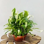 Спатифиллум Беллини d23/h45 