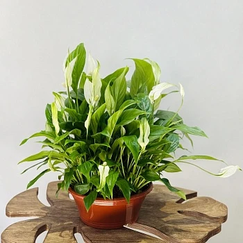 Спатифиллум Беллини d23/h45 