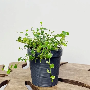 Фикус Пумилла Уайт Санни  d12/h15