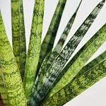 Сансевиерия Цилиндрика Сэм d12/h30