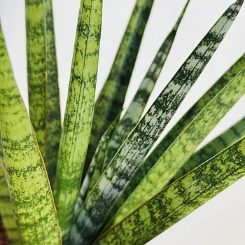 Сансевиерия Цилиндрика Сэм d12/h30