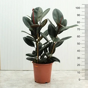 Фикус Эластика Абиджан d27/h105