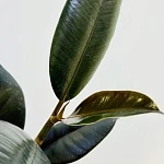 Фикус Эластика Робуста d6/h15