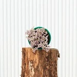 Каллизия Розато d12/h15