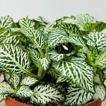 Фиттония микс 