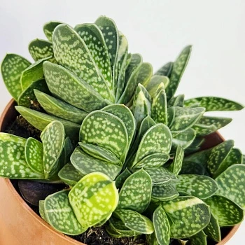 Гастерия Биколор Вариегата d8,5/h15