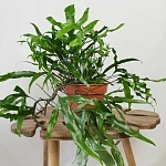 Микросорум Диверсифолиум d24/h50