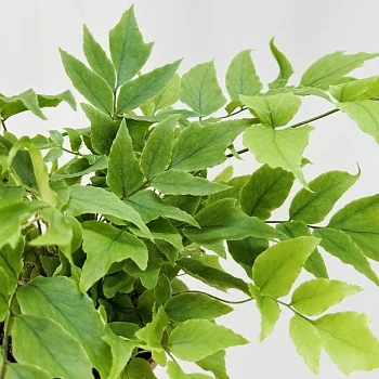 Циртониум d8,5/h15