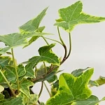 Хедера Вариегата d24/h80