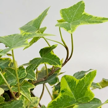 Хедера Вариегата d24/h80