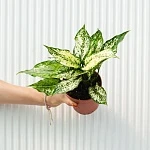 Аглаонема Ферст Даймонд d12/h30