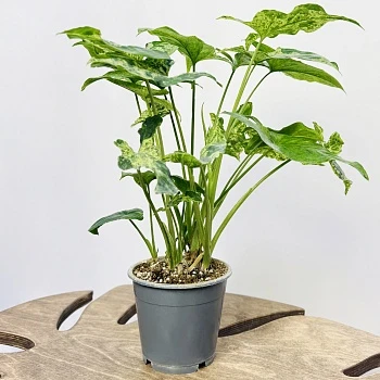 Сингониум Моттлед d12/h35