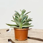 Каланхоэ Томентоза Дороти d10/h20