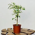 Фикус Бенджамина Старлайт d14/h50