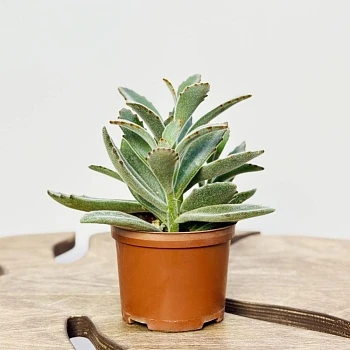 Каланхоэ Томентоза Дороти d10/h20