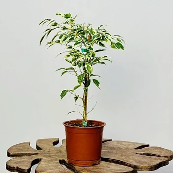 Фикус Бенджамина Старлайт d14/h50