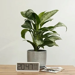 Аглаонема Сильвер Бей d15/h50