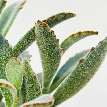 Каланхоэ Томентоза Дороти d10/h20