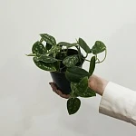 Сциндапсус Пиктус d12/h35