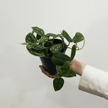 Сциндапсус Пиктус d12/h35