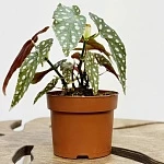 Бегония пятнистая Вайти d12/h20