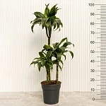 Драцена фрагранс Дорадо d21/h100