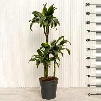 Драцена фрагранс Дорадо d21/h100