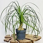  Нолина бранч шар d17/h50