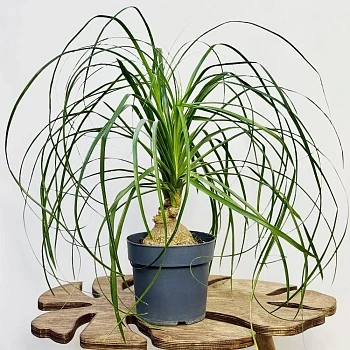  Нолина бранч шар d17/h50