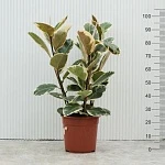Фикус Эластика Тинеке  d27/h105