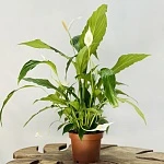 Спатифиллум Свит Чико d13/h55