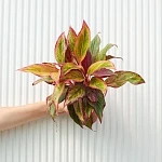 Аглаонема Грин Спринг Ред d19/h55