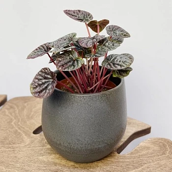 Пеперомия Каперата Ред Луна d12/h20