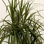 Драцена маргината d27/h130