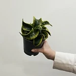 Сансевиерия Ханни Торнадо d11/h18