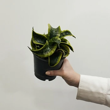 Сансевиерия Ханни Торнадо d11/h18