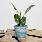 Фикус Эластика Тинеке d6/h15