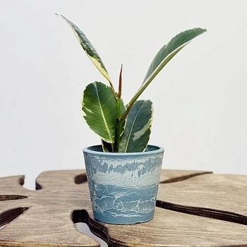 Фикус Эластика Тинеке d6/h15