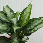 Аглаонема Даймонд Бей d15/h45