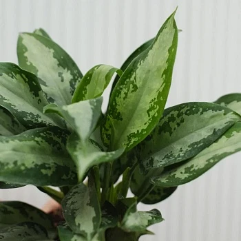 Аглаонема Даймонд Бей d15/h45