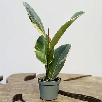 Фикус Эластика Тинеке d6/h15